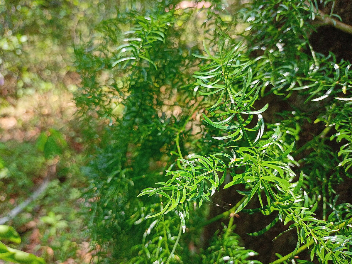 Shatavari: The Ayurvedic Herb Women Are Talking About