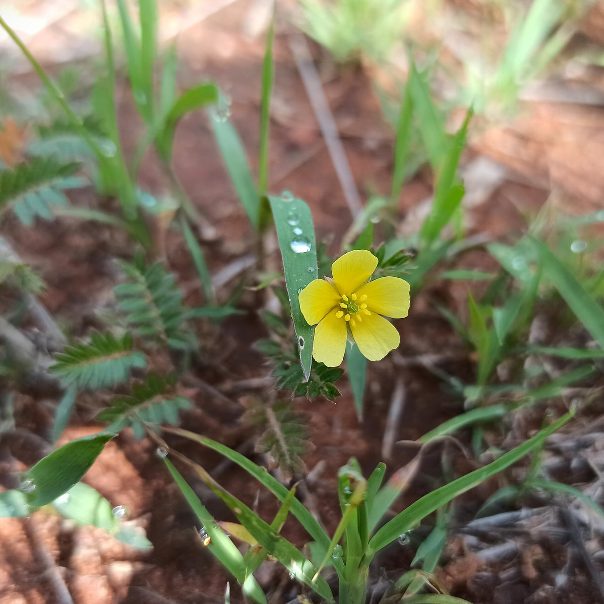Tribulus Terrestris for Men: Hype or Legit Herb?