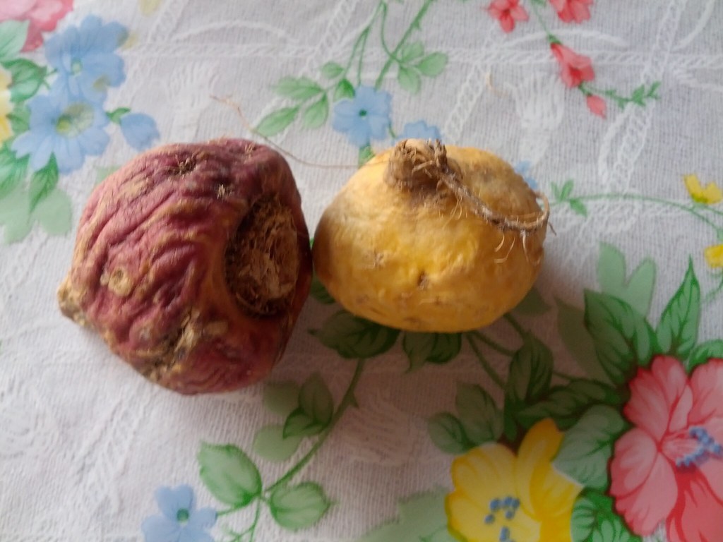 What Maca Root Actually Does for Your Energy