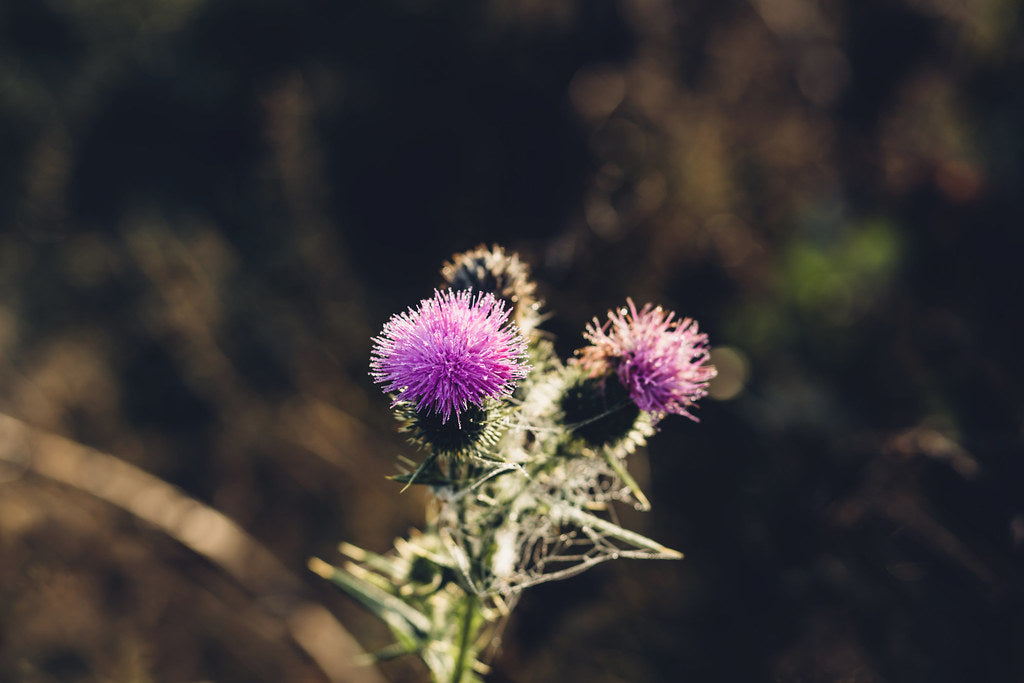 A Morning Routine Built Around Intimate Energy