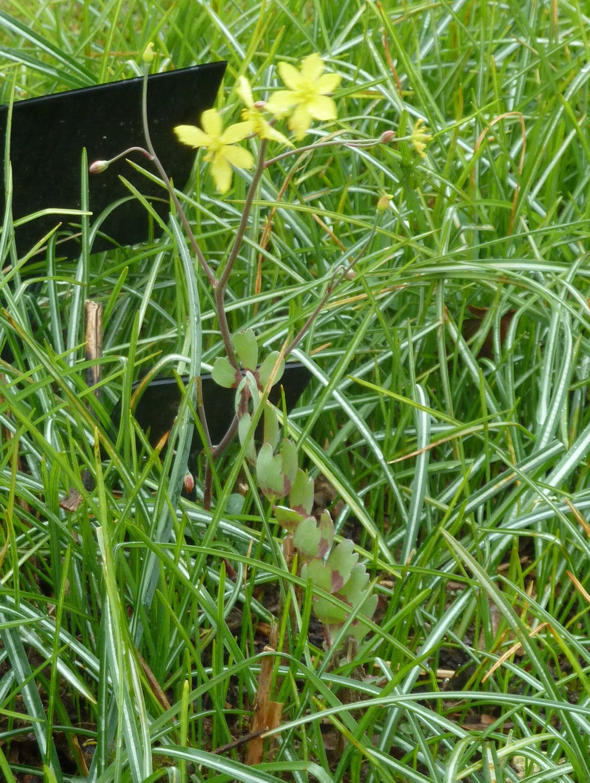Epimedium: Separating Fact From the Funny Name