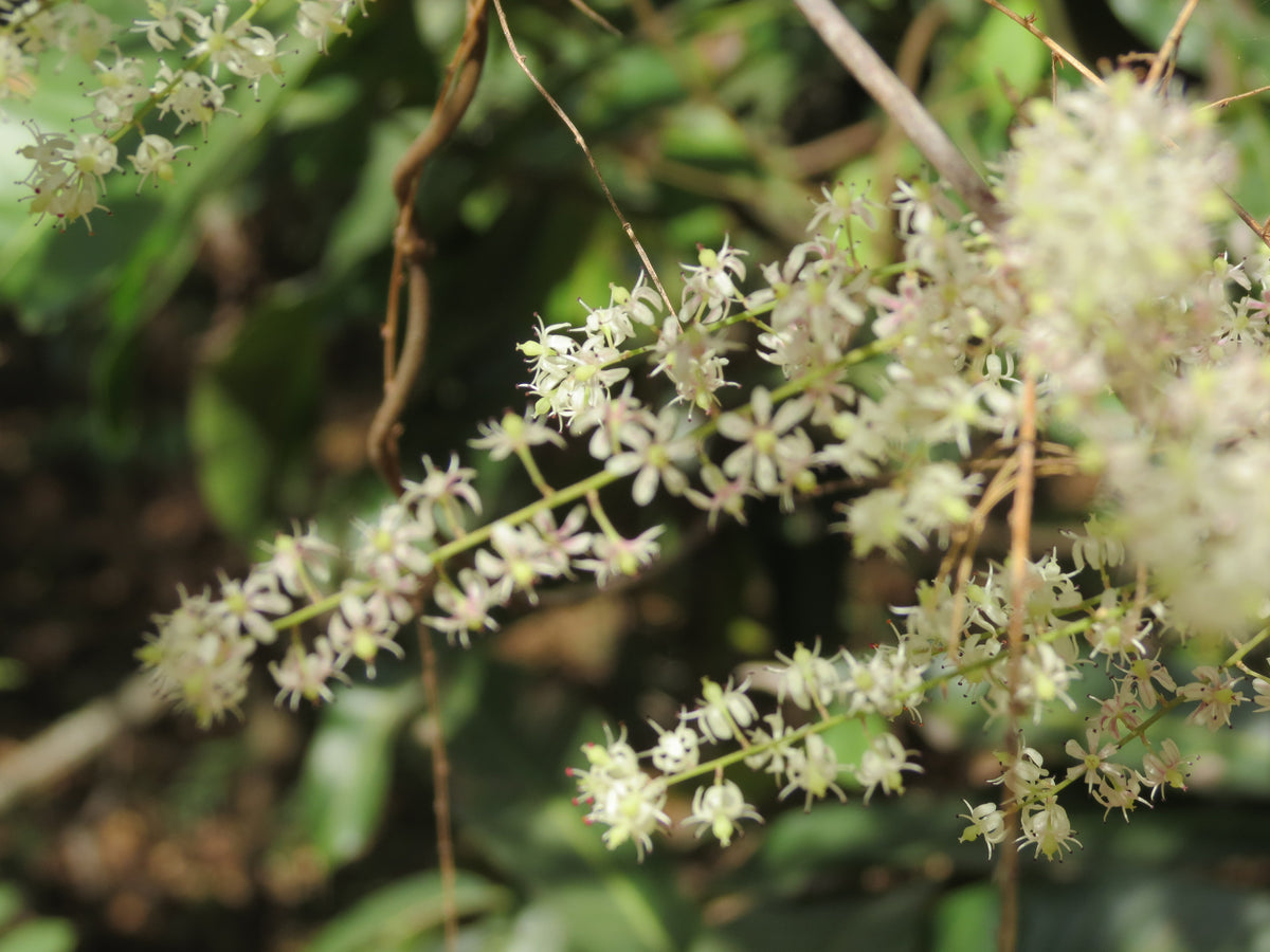 Shatavari vs Maca: Two Herbs, Two Traditions