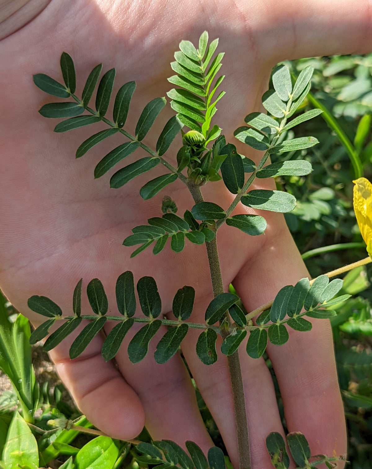 Tribulus Terrestris: The Plant Behind the Buzz