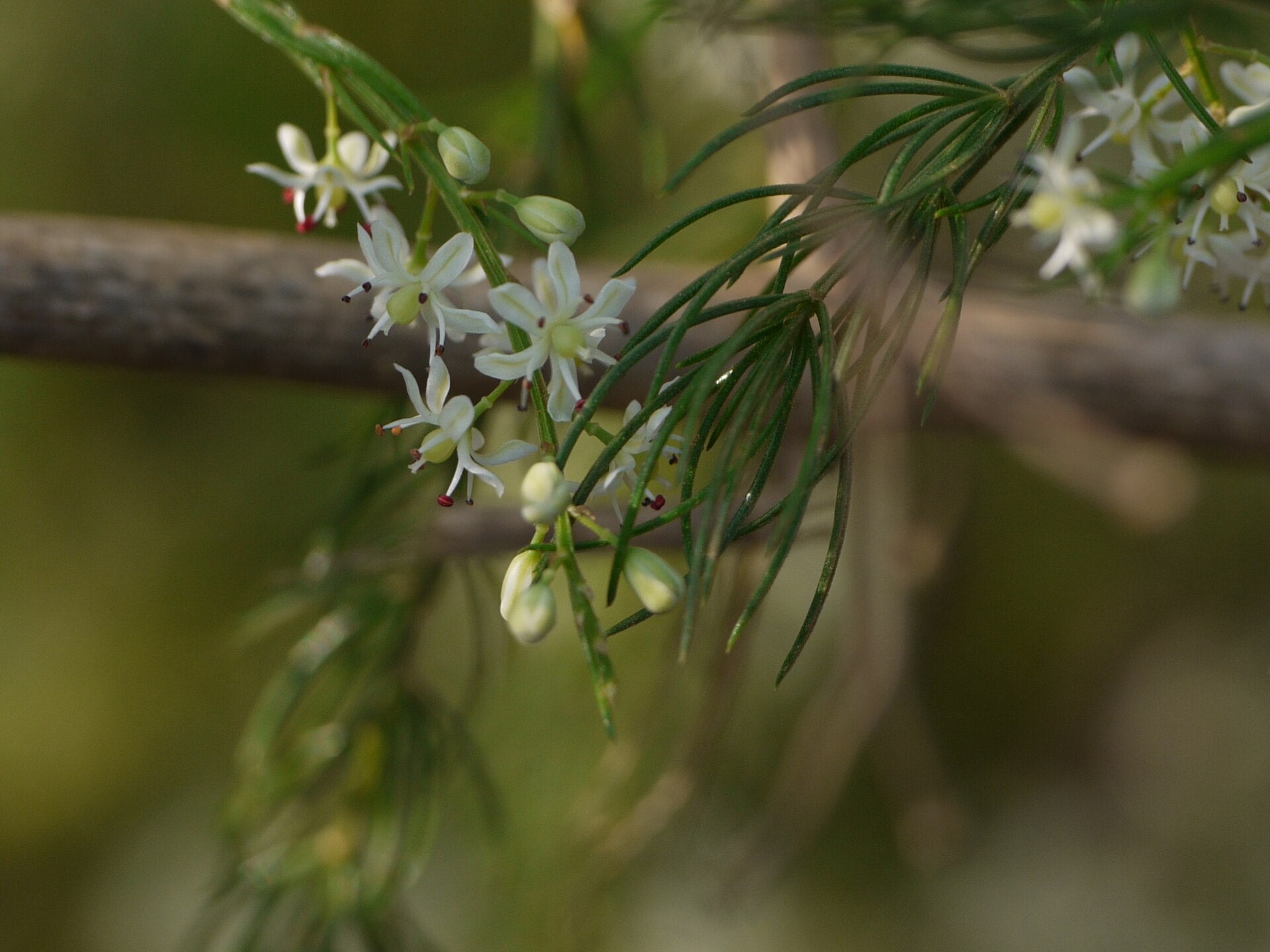 Shatavari: The Ayurvedic Herb for Women's Vitality