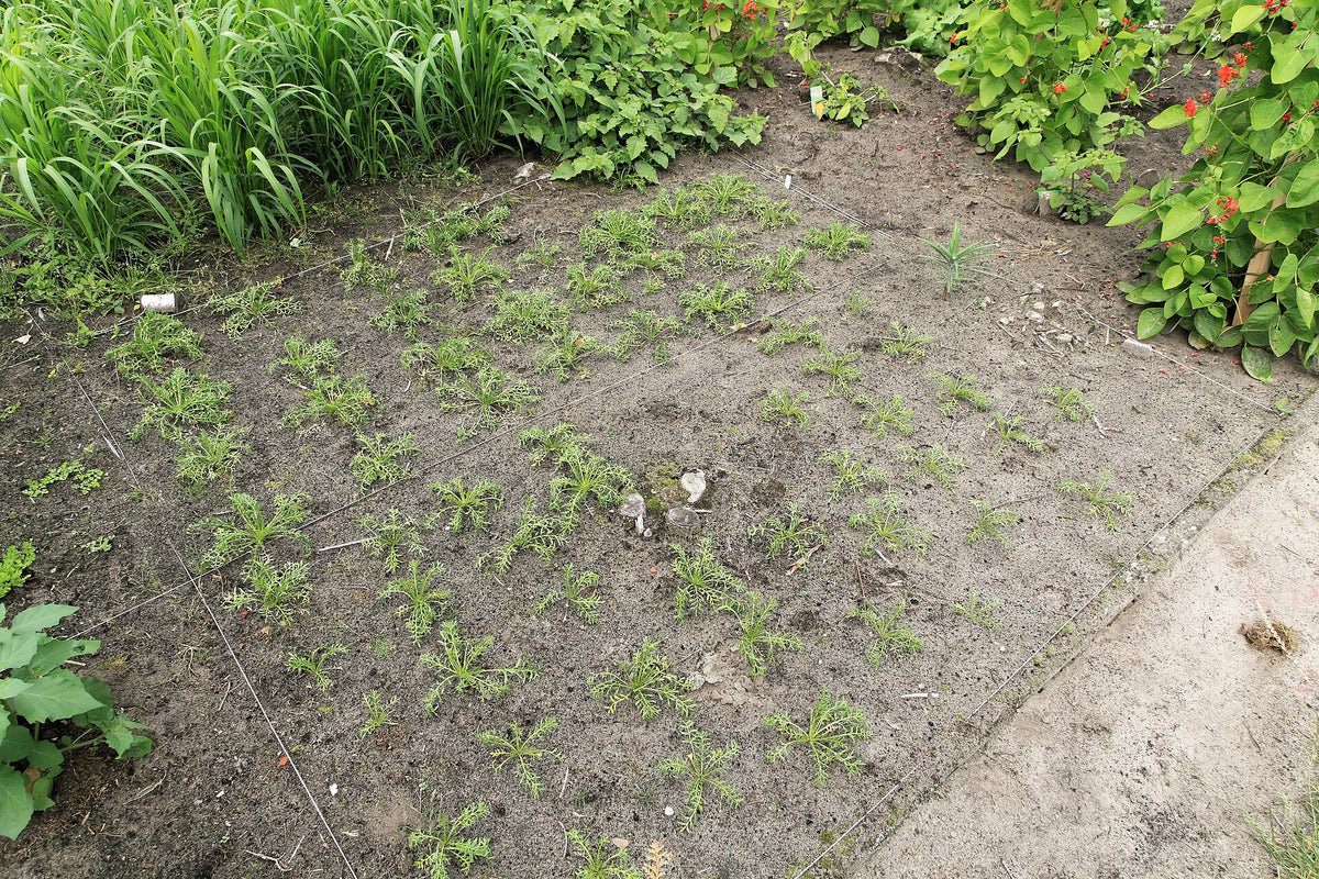 Maca Root Benefits for Women's Energy and Drive