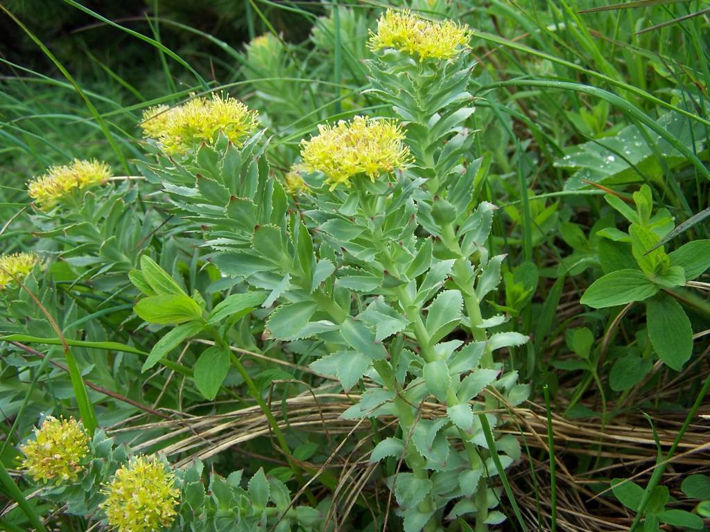 Rhodiola Rosea and Women's Mental Resilience